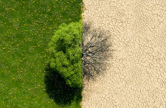 Ein Baum zeigt zwei Hälften: links grüne Blätter auf einer blühenden Wiese, rechts kahle Äste auf trockener, rissiger Erde.
