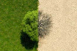 A tree shows two halves: on the left, green leaves on a flowering meadow; on the right, bare branches on dry, cracked earth.