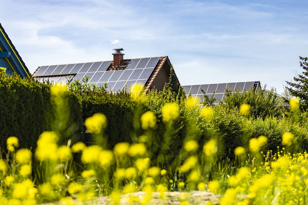 Einfamilienhäuser unter blauem Himmel mit Solarpaneelen auf den Dächern, im Vordergrund gelbe Blumen. Credits: istock/querbeet.