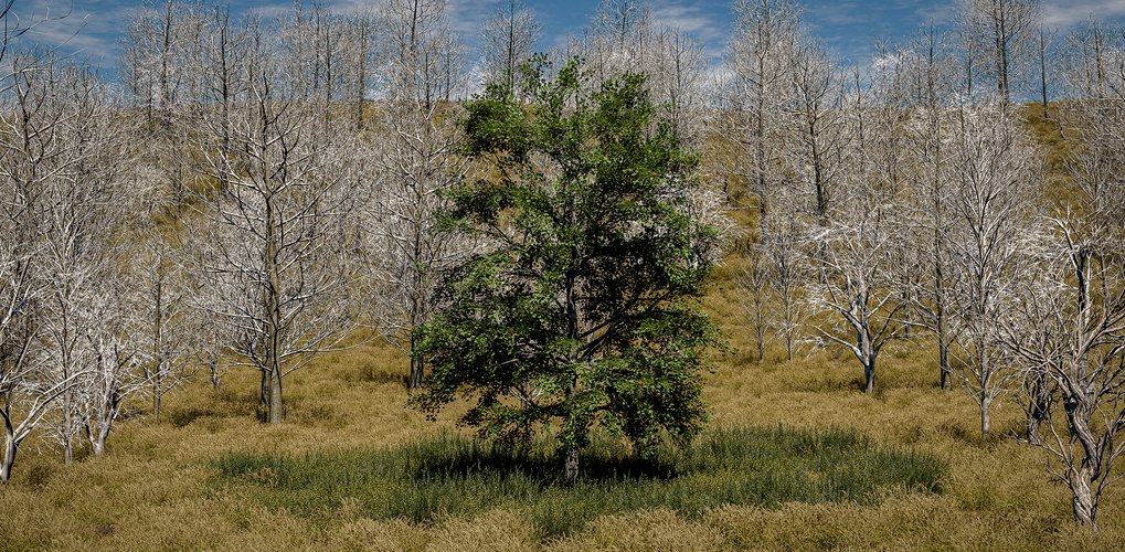 Ein gesunder Baum umgeben von toten, blattlosen Bäumen in einer trockenen Landschaft. Credit: istock/Veit Störmer