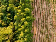 Abholzungsfeld in ländlicher Landschaft