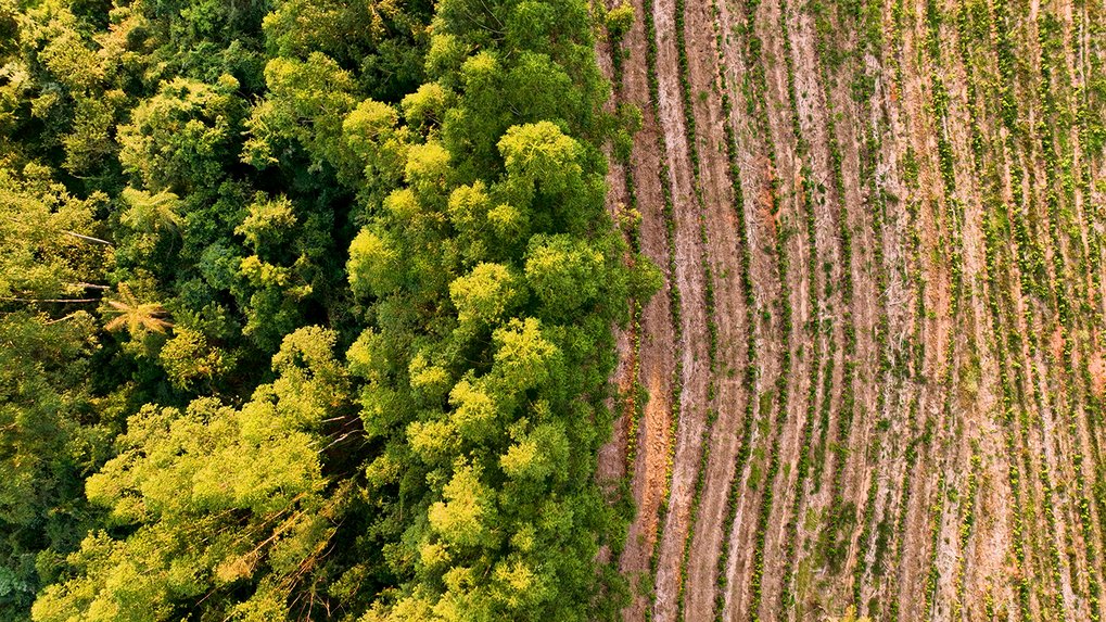 Deforestation field in a rural landscape. Credit: istock/Christian Lourenço.