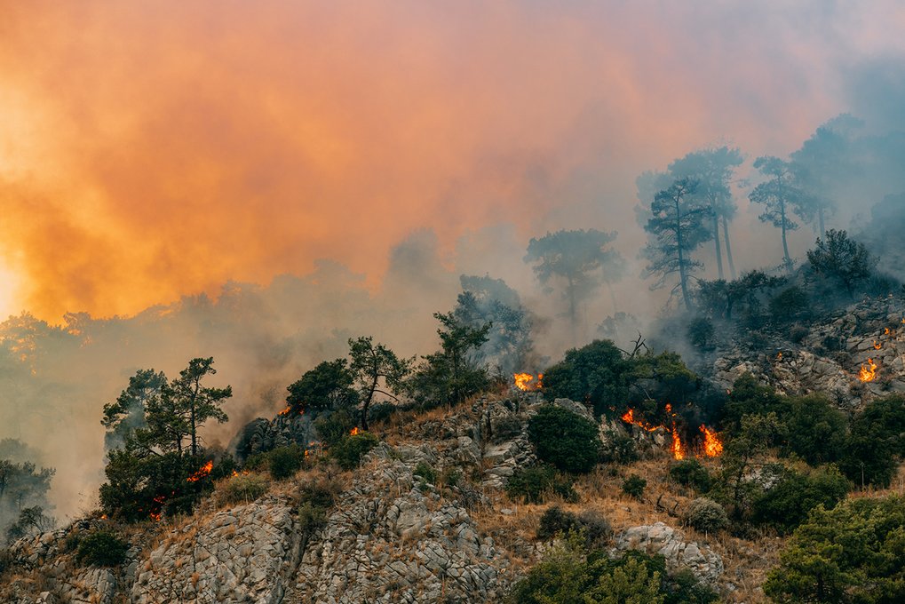 Huge forest fire in red pine forests. Credit: istock/AegeanBlue